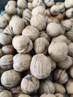 گردو